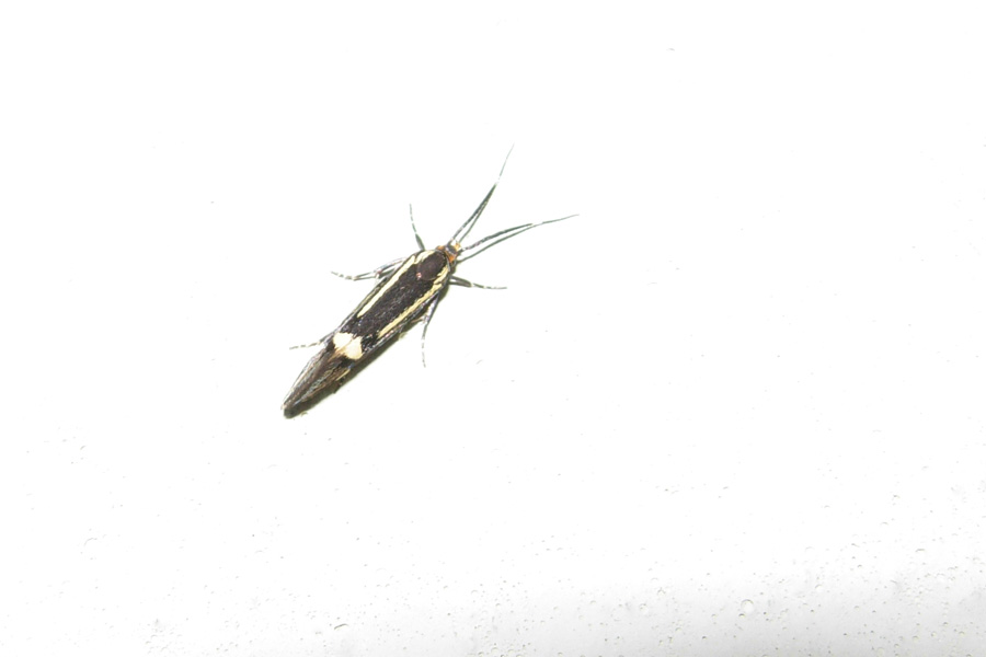 Esperia sulphurella